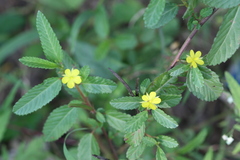 Corchorus trilocularis